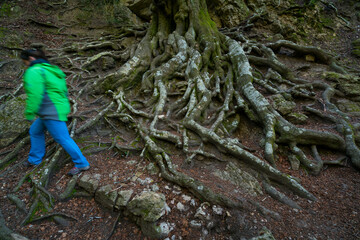 El Faig Pare Ancient Beech, Beech - Haya (Fagus sylvatica), El Retaule Beech Forest, La Fou Ravine, The Ports Natural Park, Terres de l'Ebre, Tarragona, Catalunya, Spain