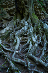 El Faig Pare Ancient Beech, Beech - Haya (Fagus sylvatica), El Retaule Beech Forest, La Fou Ravine, The Ports Natural Park, Terres de l'Ebre, Tarragona, Catalunya, Spain