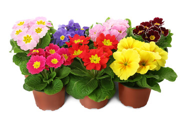 Beautiful primula (primrose) plants with colorful flowers on white background. Spring blossom