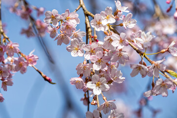 青空の下で満開の枝垂れ桜の花
