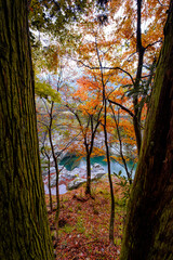 Blossom in Sarutobi Sentsubo George