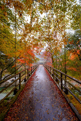 Fototapeta na wymiar Walkway through the red blossom in Sarutobi Sentsubo George