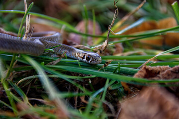 Grass snake, latin name : Natrix natrix. tiny non-venomous colubrid snake snake on grass