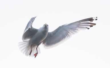 Flying seagull on white background. Flight of gull.