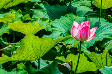 Water lily closeup in the pond