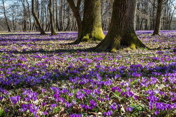 Lovely spring oak grove covered with thousands of wild purple crocuses. Beautiful european forest.