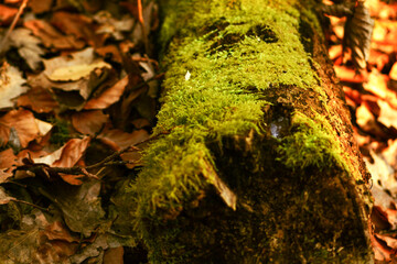 Baumstamm mit Moos liegt im Herbstwald mit Laub