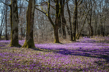 Lovely spring oak grove covered with thousands of wild purple crocuses. Beautiful european forest.