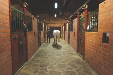 Horse in a equestrian centre