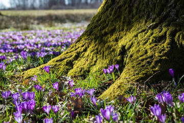 Lovely wild purple crocuses growing among mossy roots of an old oak tree. Spring forest scenery.