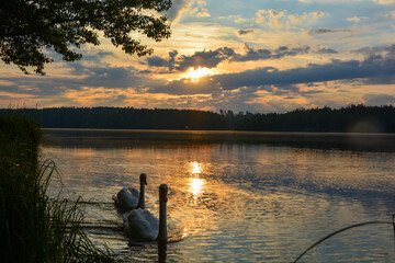 Naklejka premium Zwei Schwäne schwimmen über einen See bei Sonnenaufgang mit Spiegelung, Sonnenlicht bricht durch die Wolken