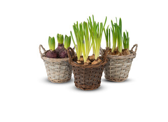 daffodils in a basket isolated white background with clipping​ path​