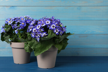 Fototapeta na wymiar Purple cineraria plants in flower pots on blue wooden table. Space for text
