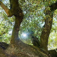 Ancient olive tree, Olive Tree - Olivo (Olea europaea), Finca L'Arion State, Ulldecona Village, La Senia Territory, Terres de l'Ebre, Tarragona, Catalunya, Spain