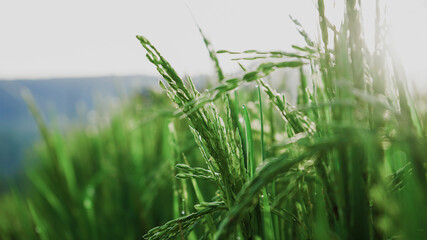 green grass in the morning