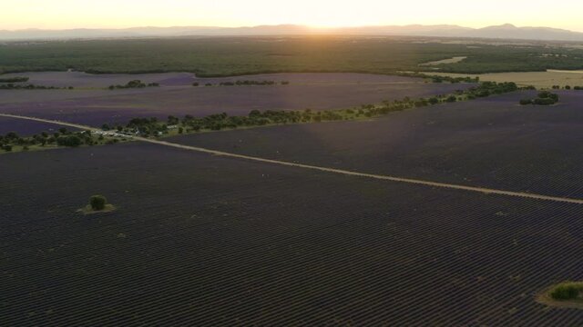 Campo de lavanda con dron