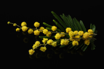 Beautiful mimosa branch with yellow flowers on black background, closeup