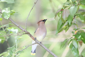 Beautiful waxwing bird on a branch in soft light
