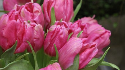 Close-up of pink tulips (the variety of tulips - Marvel Parrot) at the flower show 