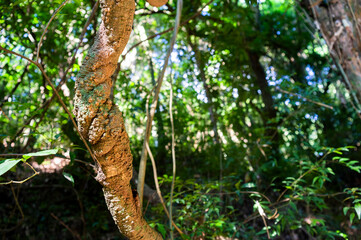 Fototapeta premium tree in the jungle
