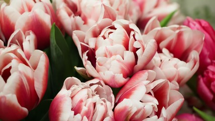 Background of pink and white tulips (flower variety Endless Live) in deep focus, large format