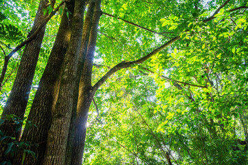 sunlight in the forest