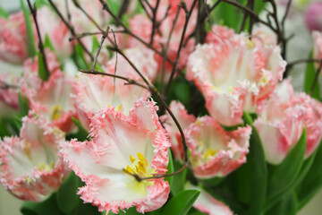 Close-up of pink and white terry tulips (tulip variety - Neglige) at the flower show 