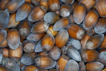close-up of many freshly picked hazelnuts