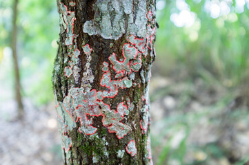 tree trunk in the forest
