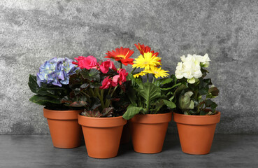 Fototapeta na wymiar Different beautiful blooming plants in flower pots on grey table