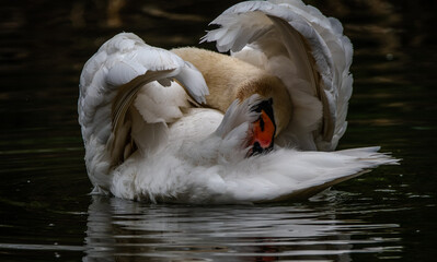 Mute Swan preening it's tail in dark water in the spring. 