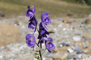 Aconitum, or common names : aconite, monkshood, wolf's-bane. Violet flower in front of a rock landscape in french Pyrenees