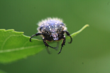 bee on a flower
