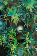 Ancient olive tree, Olive Tree - Olivo (Olea europaea), Finca L'Arion State, Ulldecona Village, La Senia Territory, Terres de l'Ebre, Tarragona, Catalunya, Spain