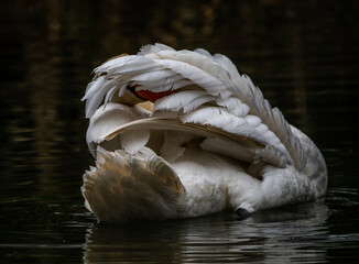 Mute Swan preening it's wings, a rear view of the bird 