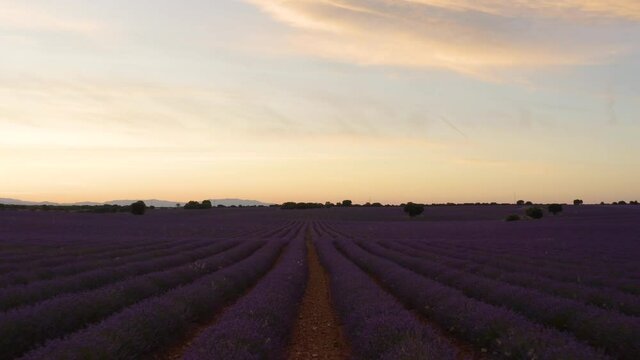 Campo de lavanda con dron
