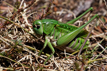 Tettigonia viridissima : macro of a big green grasshopper in the pyrenees