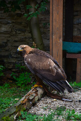 Bussard in Gefangenschaft in einem Vogelshow Zoo