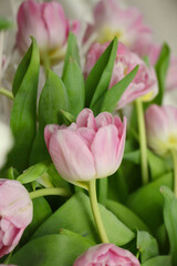 Close-up of pink tulips (tulip variety - Asian Beauty)