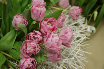 Close-up of pink tulips (tulip variety - Asian Beauty) at the flower show for a banner