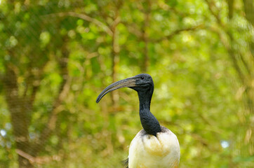 Australian white ibis. Latin name : Threskiornis molucca. Big white bird with a black head and a long beak. belong to the ibis family, and latin name : Threskiornithidae