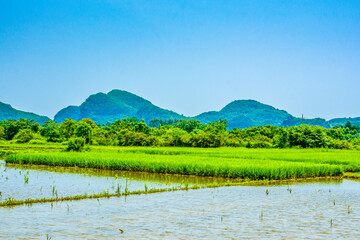 landscape with rice field