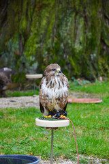 Falke in Gefangenschaft in einem Vogelshow Zoo