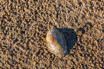 Duck mussel on a dried-out seabed