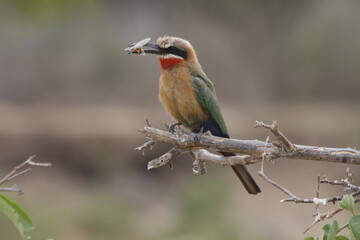 colorful bird on a branch