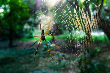 spider web in the morning