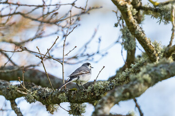Wagtail sitting on a tree branch