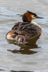 Young Crested Grebe chick swims out from her mother