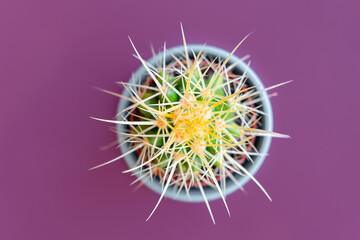 Cactus closeup on a colored background, copy space