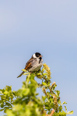 Reed Bunting sits in a tree top and singing